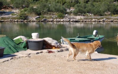 8 Parole da sapere prima di partire per una vacanza in Croazia