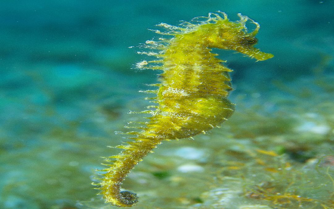 Plongée en Croatie à Dugi otok