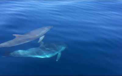 Dolphins in Croatia on the island Dugi otok