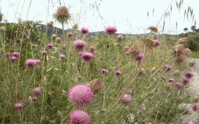 Flora e fauna di Dugi otok