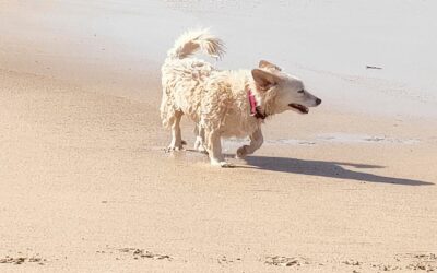 Voyager avec son chien