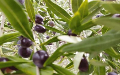LA RACCOLTA DELLE OLIVE